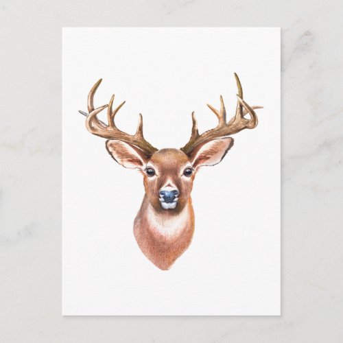 Whitetail Buck Postcard