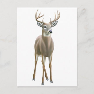 Whitetail Buck Postcard