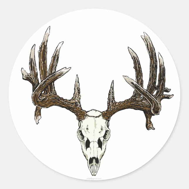Whitetail buck skull classic round sticker (Front)