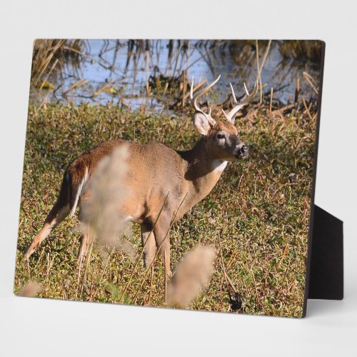 Whitetail Buck Tabletop Plaque with Easel