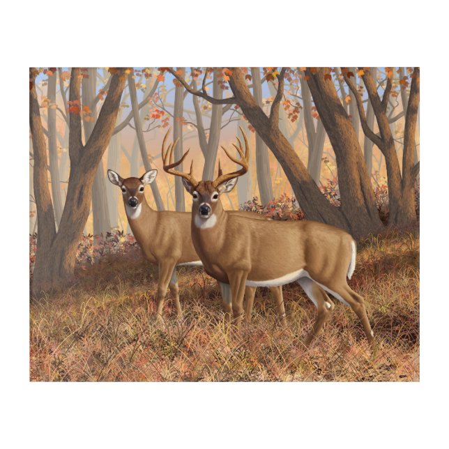 Whitetail Deer Buck & Doe Autumn Maple Woods Acrylic Print (Front)