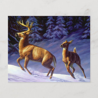 Whitetail Deer Buck & Doe in Winter Snow