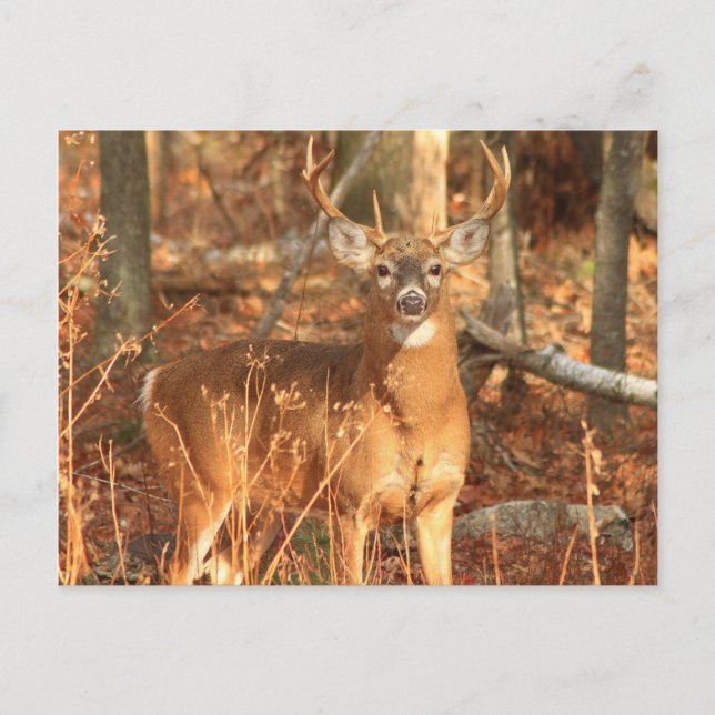 Whitetail Deer Buck Postcard (Front)