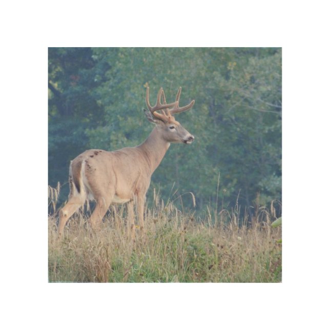 Whitetail Deer (Buck) Profile Wood Art (Front)