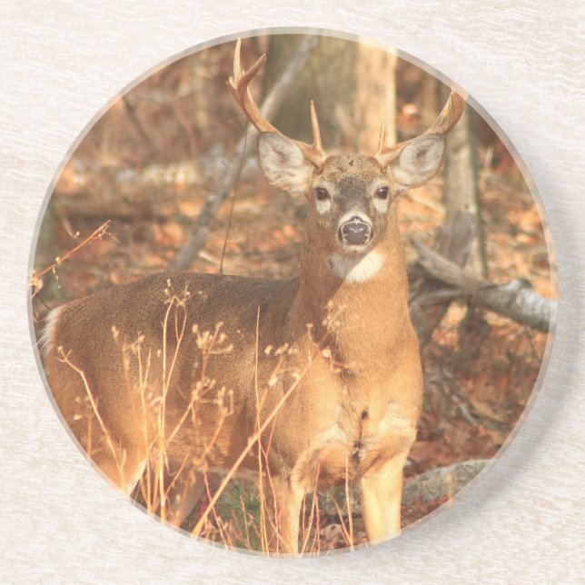 Whitetail Deer Buck Sandstone Coaster (Front)