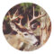Whitetail Deer (Buck) Sticker