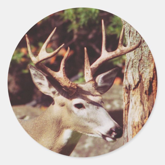 Whitetail Deer (Buck) Sticker (Front)