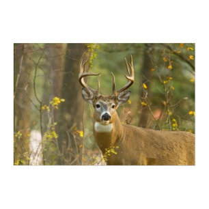 Whitetail Deer Buck Whitefish, Montana Acrylic Print