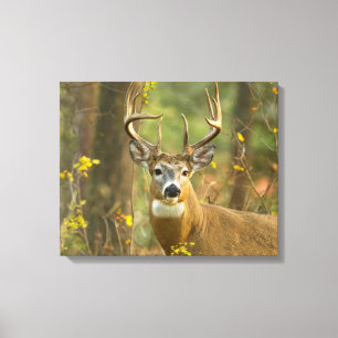 Whitetail Deer Buck   Whitefish, Montana Canvas Print
