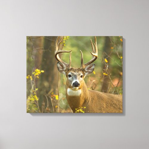 Whitetail Deer Buck  Whitefish Montana Canvas Print
