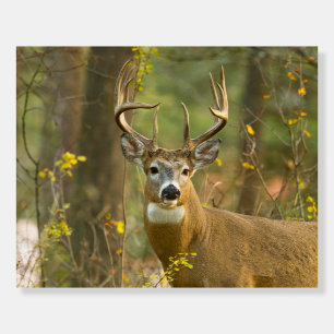 Whitetail Deer Buck Whitefish, Montana Foam Board