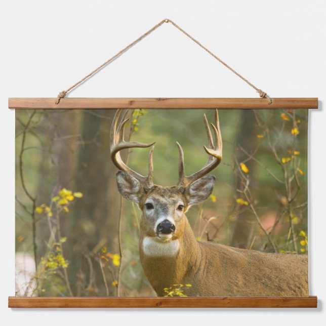 Whitetail Deer Buck | Whitefish, Montana Hanging Tapestry (Front)