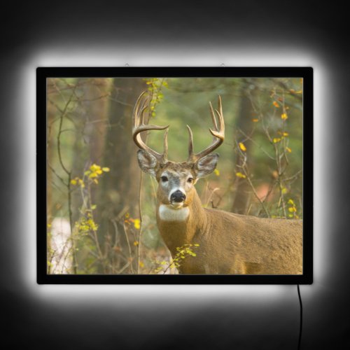 Whitetail Deer Buck  Whitefish Montana LED Sign