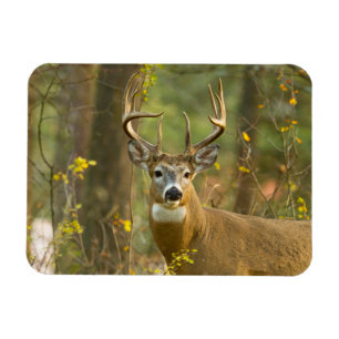 Whitetail Deer Buck   Whitefish, Montana Magnet