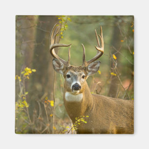 Whitetail Deer Buck   Whitefish, Montana Magnet