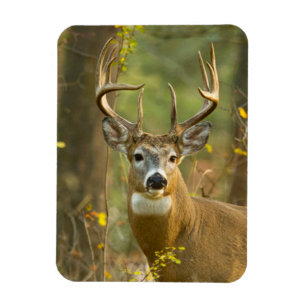 Whitetail Deer Buck   Whitefish, Montana Magnet