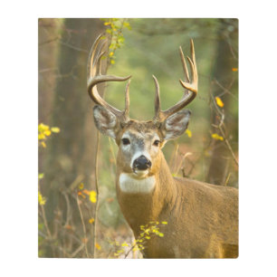 Whitetail Deer Buck Whitefish, Montana Metal Print