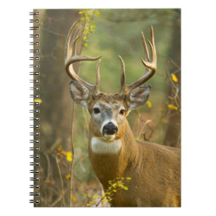 Whitetail Deer Buck   Whitefish, Montana Notebook
