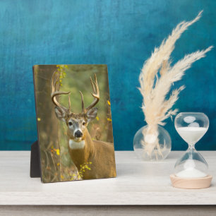 Whitetail Deer Buck   Whitefish, Montana Plaque