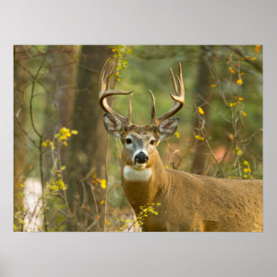 Whitetail Deer Buck Whitefish, Montana Poster