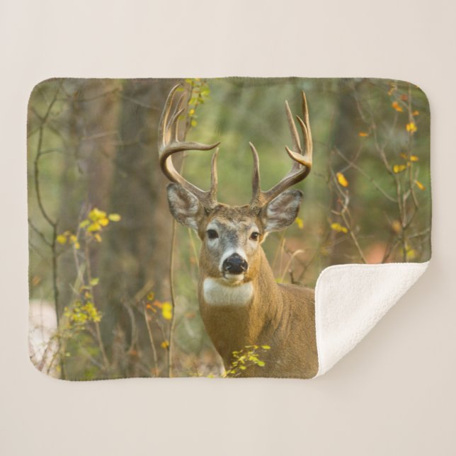Whitetail Deer Buck | Whitefish, Montana Sherpa Blanket (Front (Horizontal))