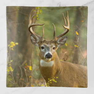 Whitetail Deer Buck Whitefish, Montana Trinket Tray