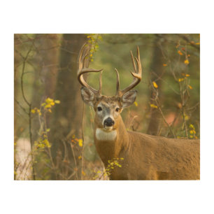 Whitetail Deer Buck Whitefish, Montana Wood Wall Art