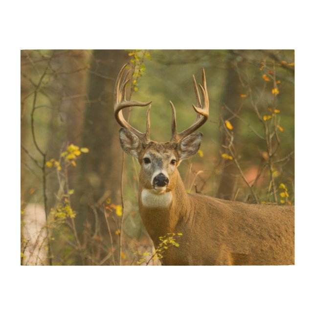 Whitetail Deer Buck | Whitefish, Montana Wood Wall Art (Front)