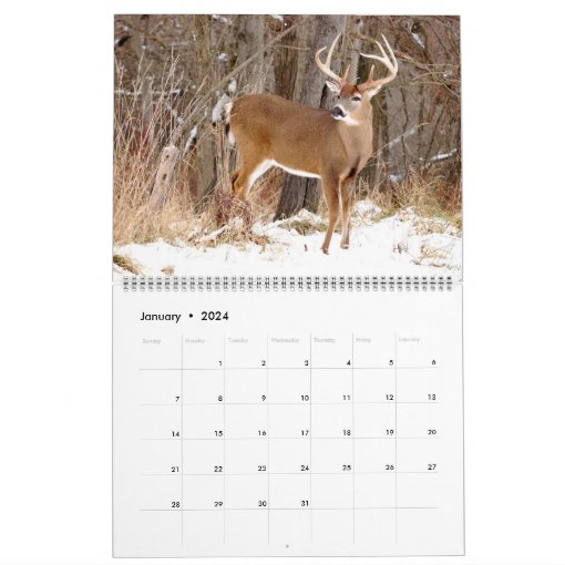 Whitetail Deer Bucks Calendar | Zazzle