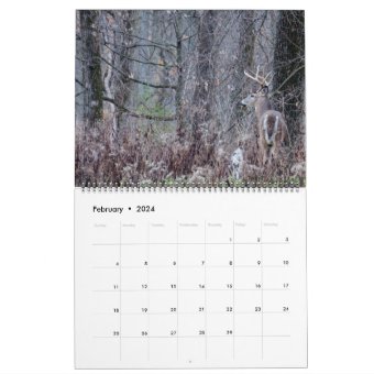 Whitetail Deer Bucks Calendar | Zazzle