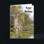 Whitetail Deer by Creek Happy Birthday for Men  Card<br><div class="desc">Here is the perfect birthday card for that special guy that loves nature or hunting. The card has an inside greeting,  that you may change to your own text.</div>