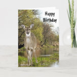 Whitetail Deer by Creek Happy Birthday for Men  Card<br><div class="desc">Here is the perfect birthday card for that special guy that loves nature or hunting. The card has an inside greeting,  that you may change to your own text.</div>