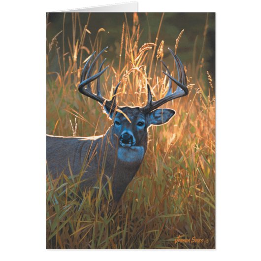 Whitetail Deer Cards (Front)