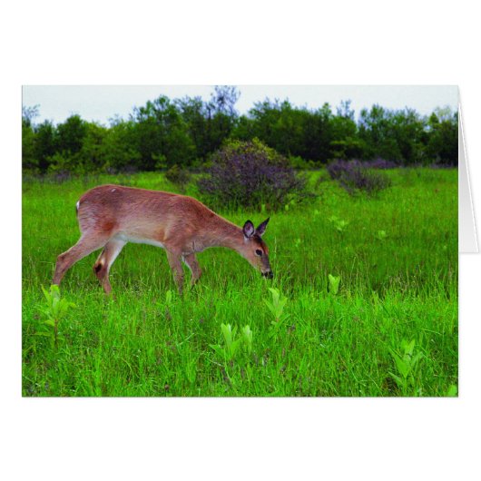 Whitetail Deer Cards (Front Horizontal)
