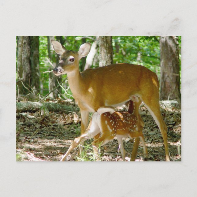 Whitetail Deer - Doe and Fawn Postcard (Front)