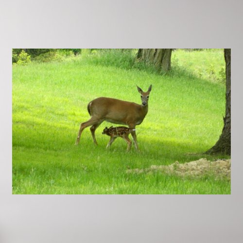WhiteTail Deer Doe and Fawn Poster