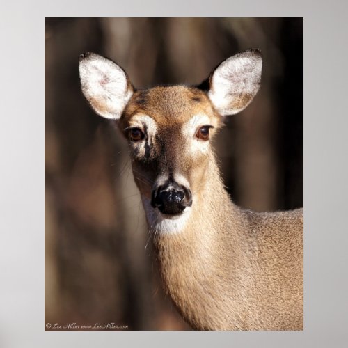 Whitetail Deer Doe Portrait  Poster