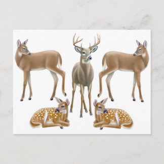 Whitetail Deer Family Postcard