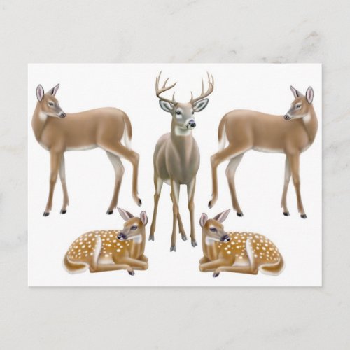 Whitetail Deer Family Postcard