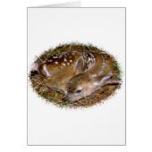 Whitetail Deer Fawn (Front)