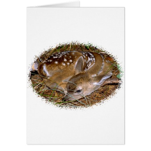 Whitetail Deer Fawn Cards (Front)