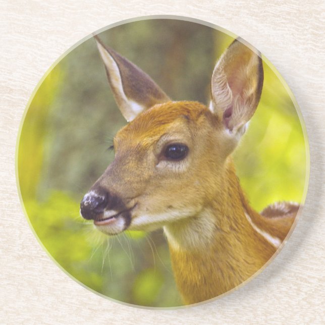 Whitetail deer fawn in Whitefish, Montana, USA Sandstone Coaster (Front)