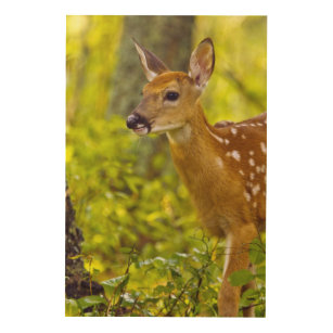 Whitetail deer fawn in Whitefish, Montana, USA Wood Wall Decor