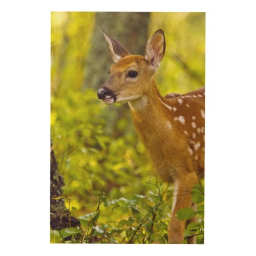 Whitetail deer fawn in Whitefish Montana USA Wood Wall Decor