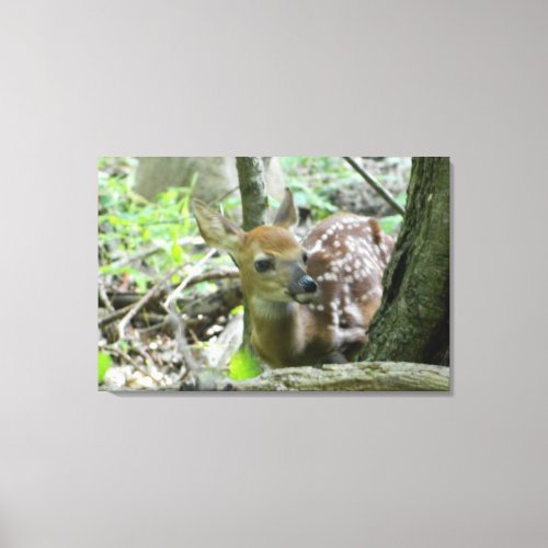 Whitetail Deer Fawn Wrapped Canvas Print