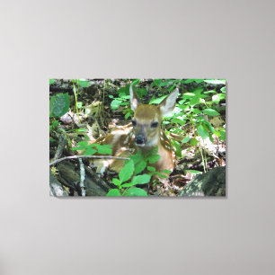 Whitetail Deer Fawn Wrapped Canvas Print