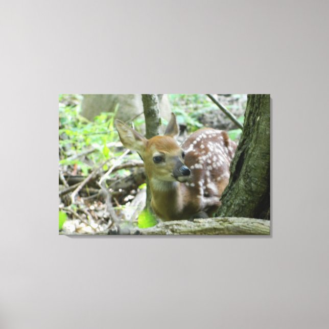 Whitetail Deer Fawn (Wrapped Canvas Print) Print (Front)