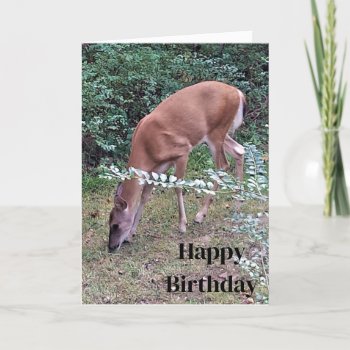 Whitetail Deer Grazing At Dusk Happy Birthday  Card by Susang6 at Zazzle