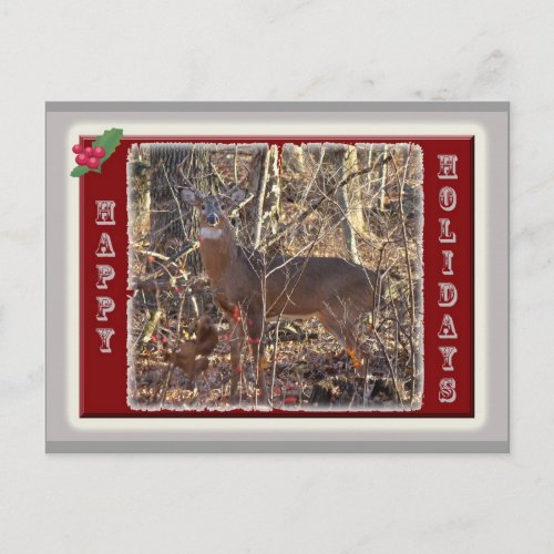 Whitetail Deer Happy Holidays Items Holiday Postcard