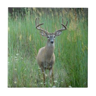 Whitetail Deer in Meadow Decorative Tile